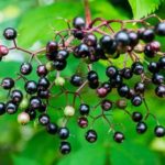 Elderflower Berries by Ben Lee