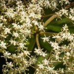 Elderflower Blossom by Alan Belton