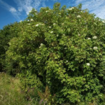 Elderflower Tree Photo by Alan Belton 750