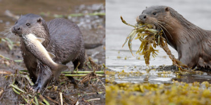 The Otter Book inside pages 3