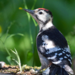 Web edit Greater Spotted Woodpecker Photo by Matthew Stadlen