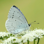 Edit Hollly Blue Butterfly Male Underwing Photo by Iain Leach