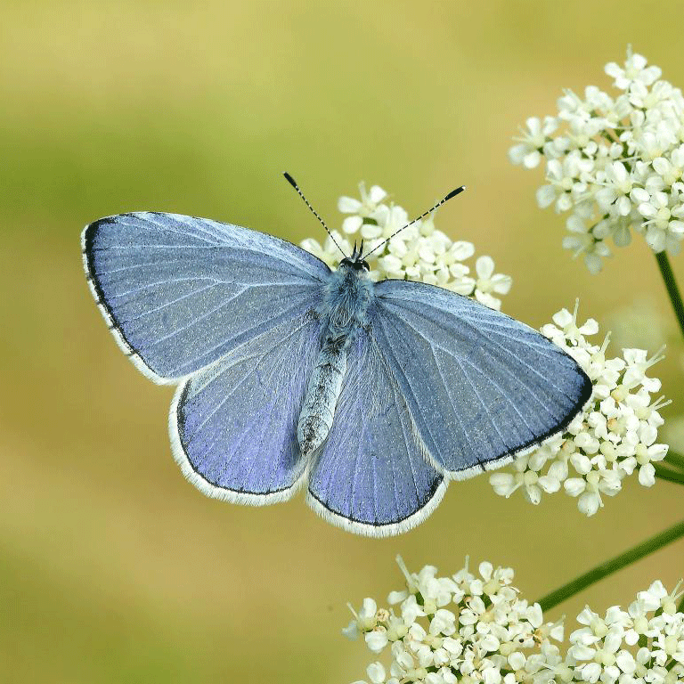 How to tell the Difference Between a Common Blue and a Holly Blue