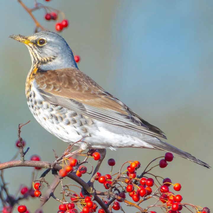 Web Fieldfare