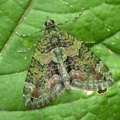 Web Carpet Moth