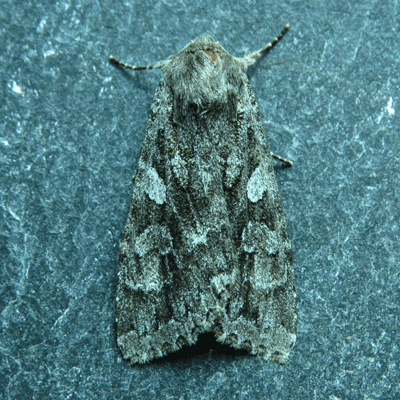 Web Great Brocade Moth