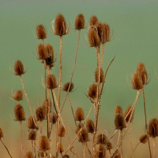 Web Teasels