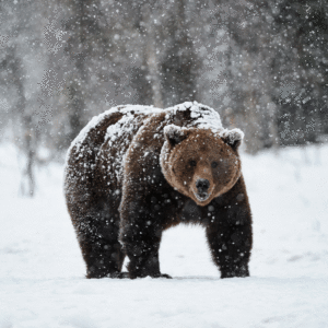 web Brown Bear in Finnish Landscape
