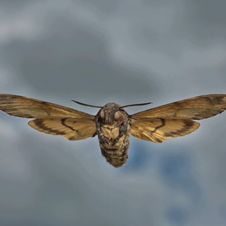 Web Deaths Head Hawkmoth in Flight by Holger Kirk