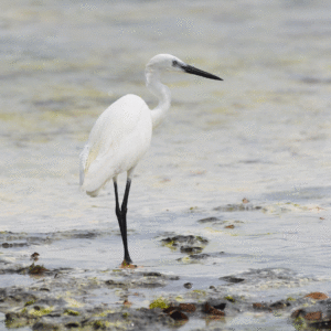 Web Little Egret by Matthew Stadlen