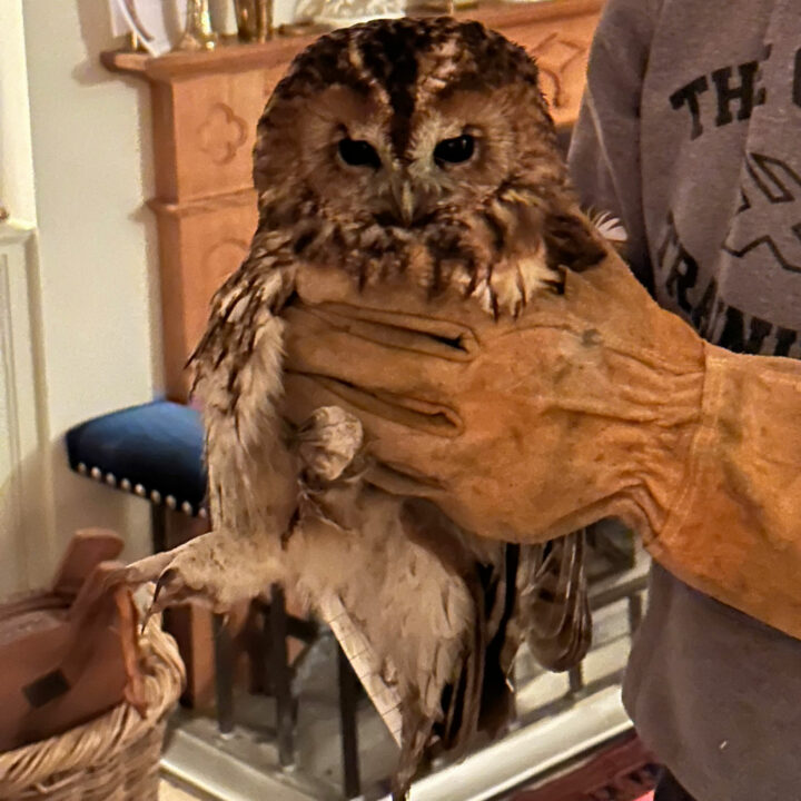 Web Owl Visitor