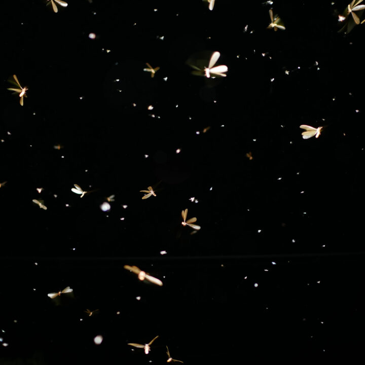 Web moths flying at night