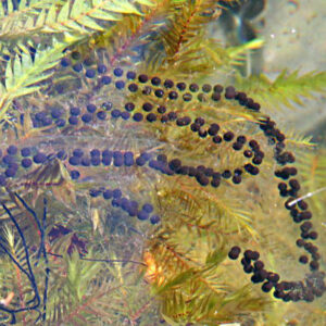 web toad spawn