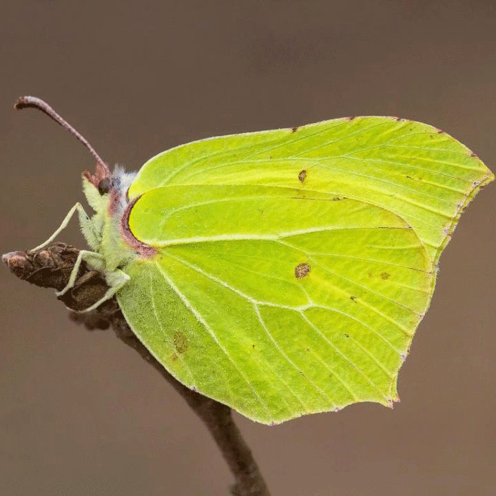 Web Brimstone Tamas Nastor Butterfly Conservation 768