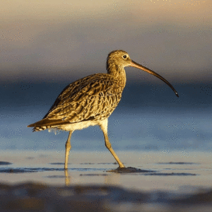web Curlew 635