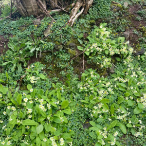 web primroses