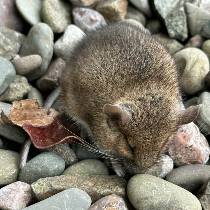 web vole