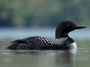 Great Northern Diver, photography Christian Hagenlocher