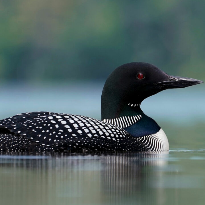 Great Northern Diver, photography Christian Hagenlocher
