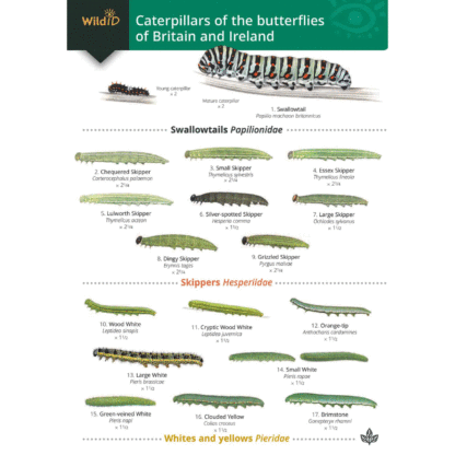 Caterpillars Field Studies Guide
