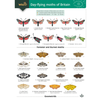 Moths Field Studies Guide