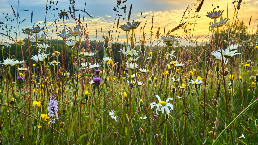 Wildflower Meadow