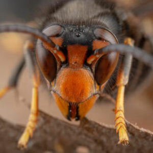 Web Asian Hornet