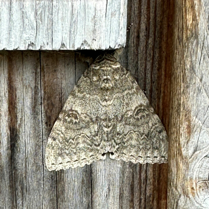 web Red Underwing Moth