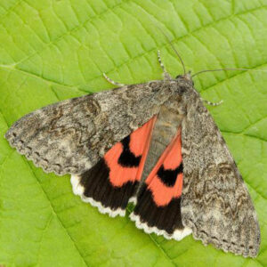 webed underwing catocala nupta