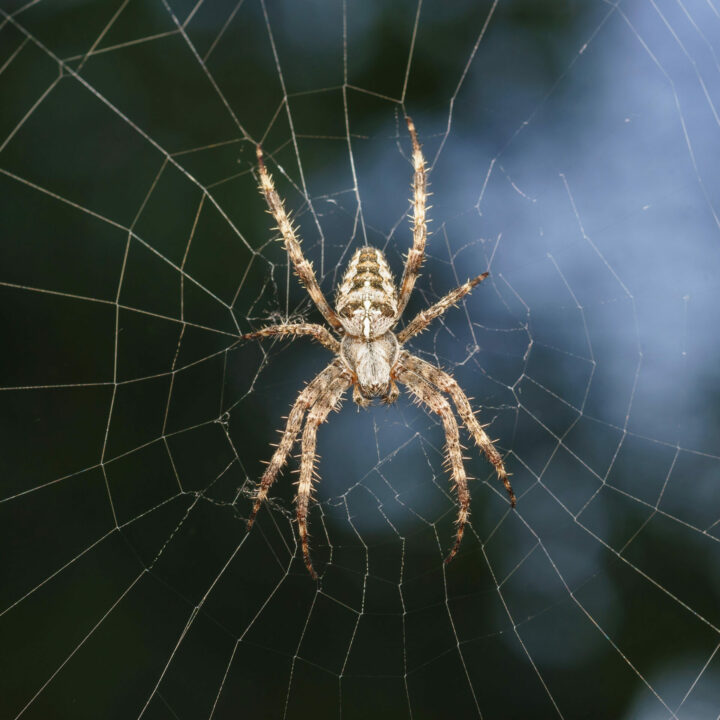 Web White Cross Spider