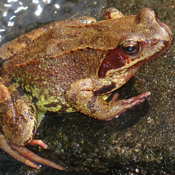 web Common Frog
