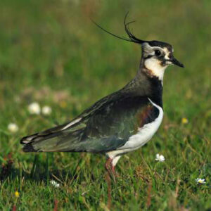 Web Lapwing