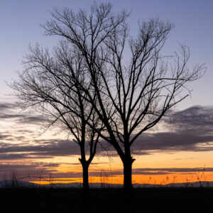 Web Winter Trees in Landscape