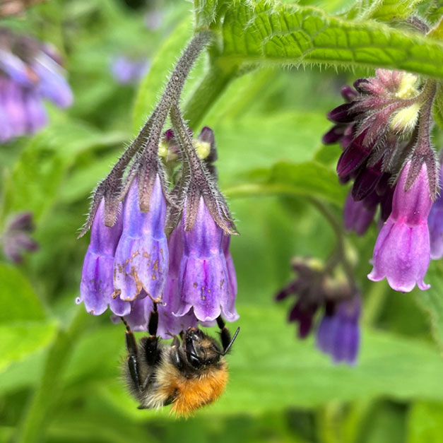 Web Bumblebee on comfrey Helen Bostock