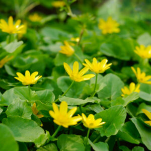 Web Lesser Celandine