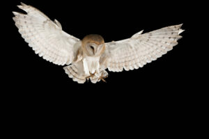 Web Barn Owl