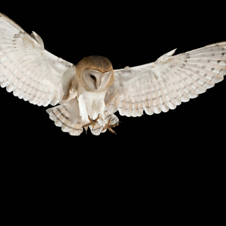 Web Barn Owl