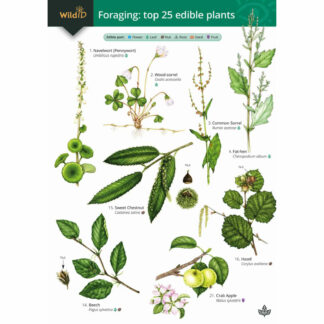 Foraging FSC Guide