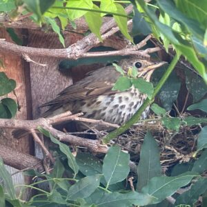 Song Thrush websitejpg