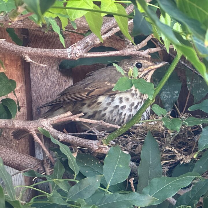 Song Thrush websitejpg