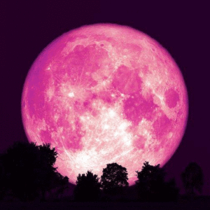 Web Strawberry Moon BBC