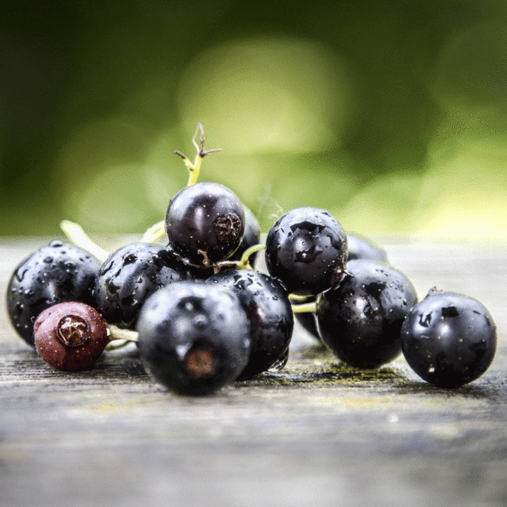 Web blackcurrant