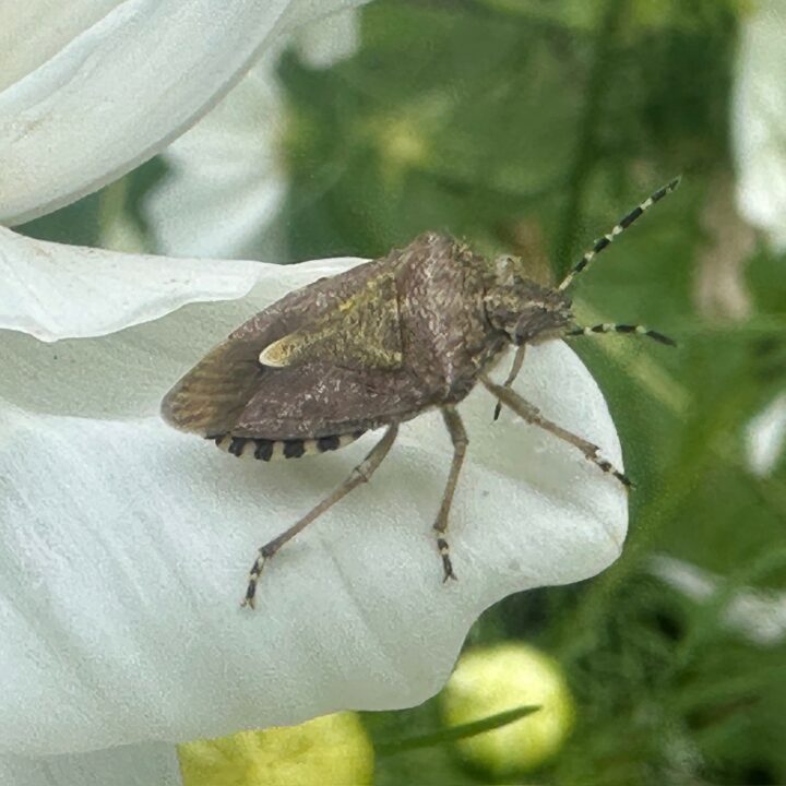 Shiledbug
